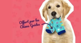 Recevez votre échantillon gratuit de chaussettes Chiens Guides