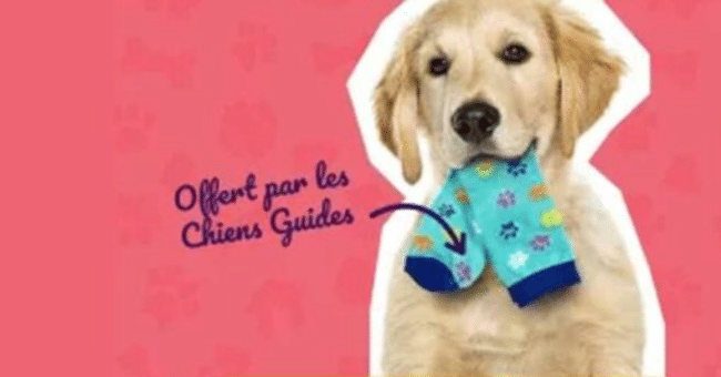 Commandez gratuitement des chaussettes aux couleurs des Chiens Guides