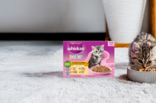 Offre Whiskas : échantillon gratuit de nourriture pour chatons
