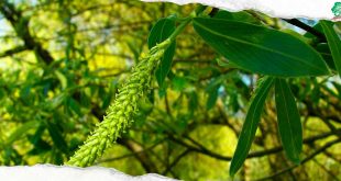 Échantillon gratuit : Pièges, graines et saules pour un jardin sain