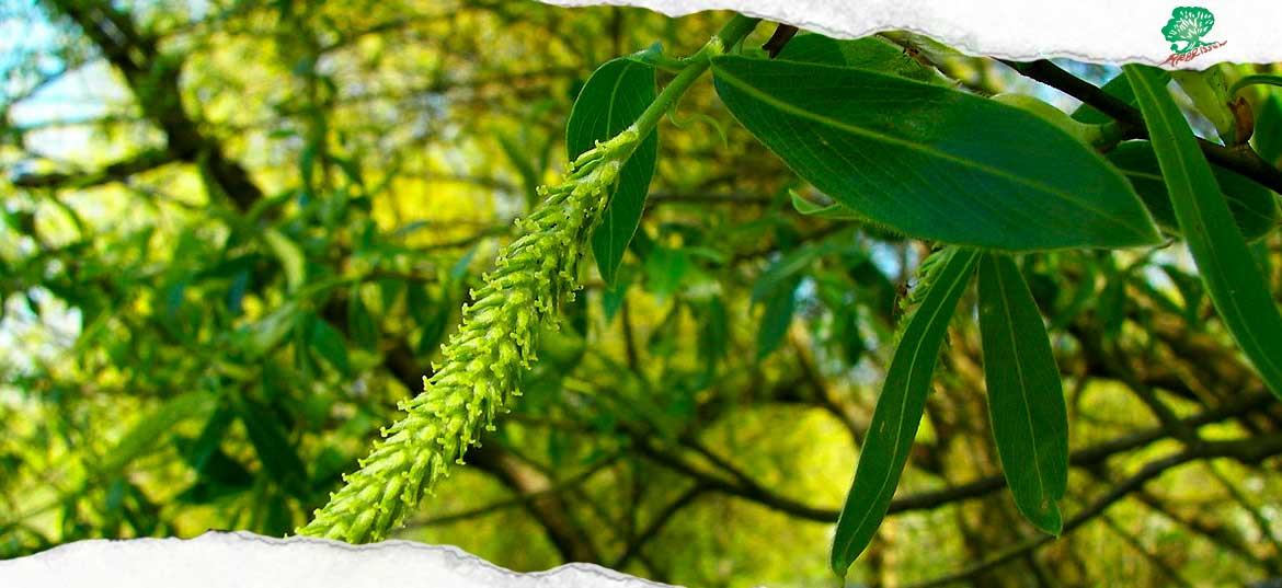 Distribution Gratuite de pièges à frelons, de sachets de graines et d’arbres perches de saules