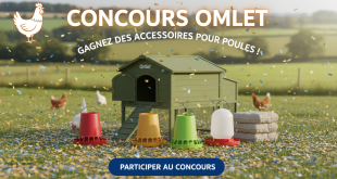 Concours Omlet : Gagnez des accessoires pour poules !