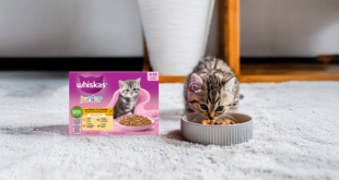 Échantillon gratuit Whiskas : Croquettes chaton offertes !