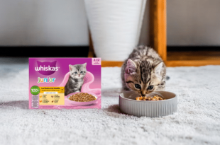 Échantillon gratuit Whiskas : Croquettes chaton offertes !